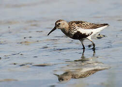 Dunlin