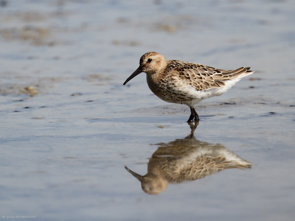 Dunlin, identification