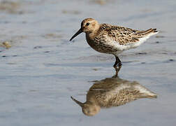 Dunlin