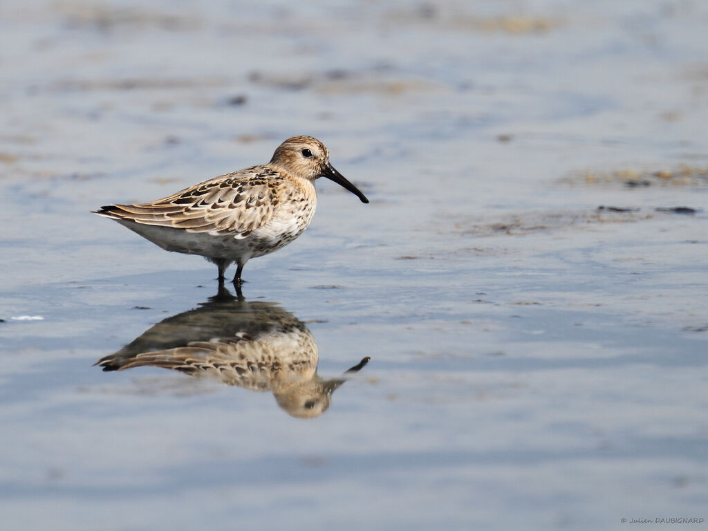 Dunlin, identification