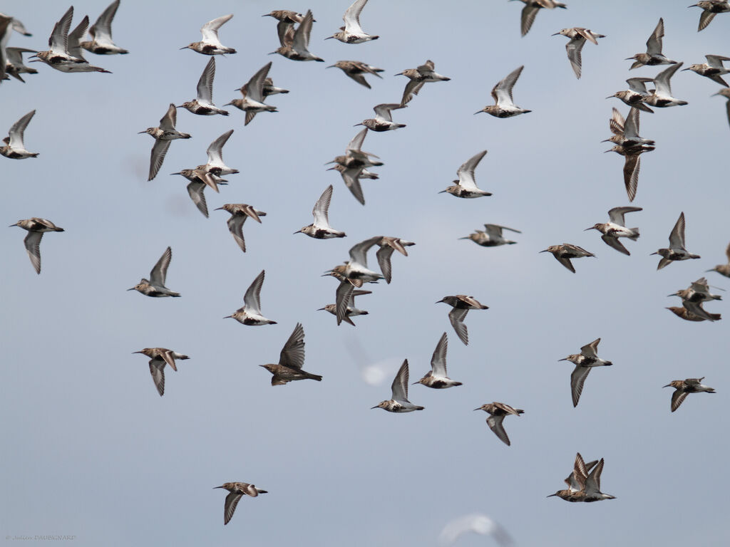 Dunlin, Flight