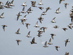 Dunlin