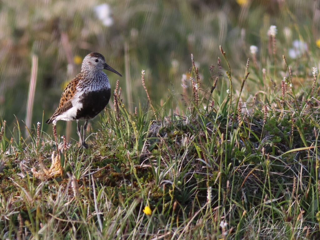 Dunlin