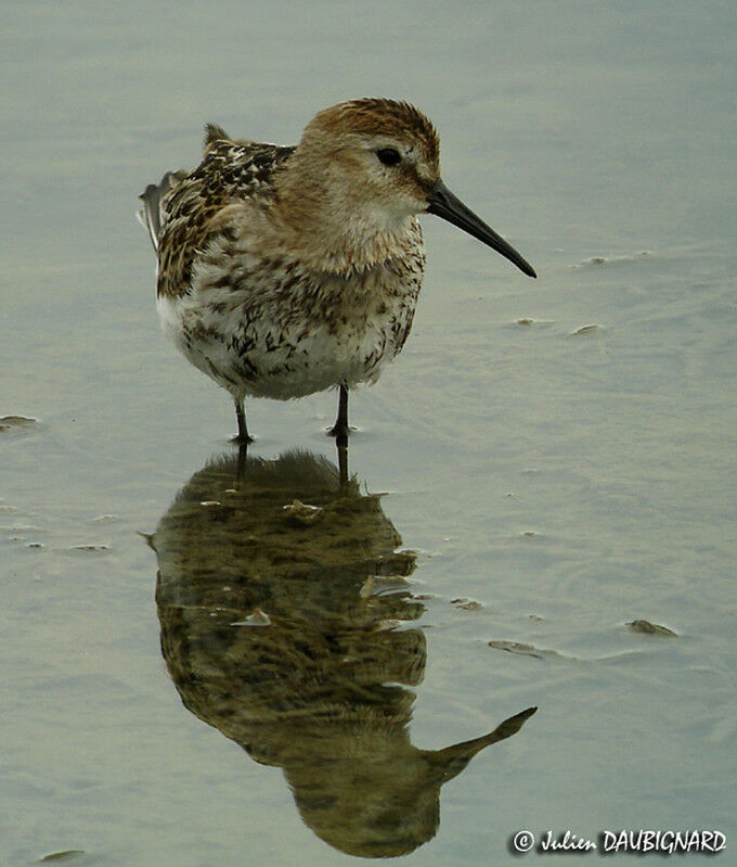 Bécasseau variable