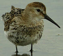 Dunlin