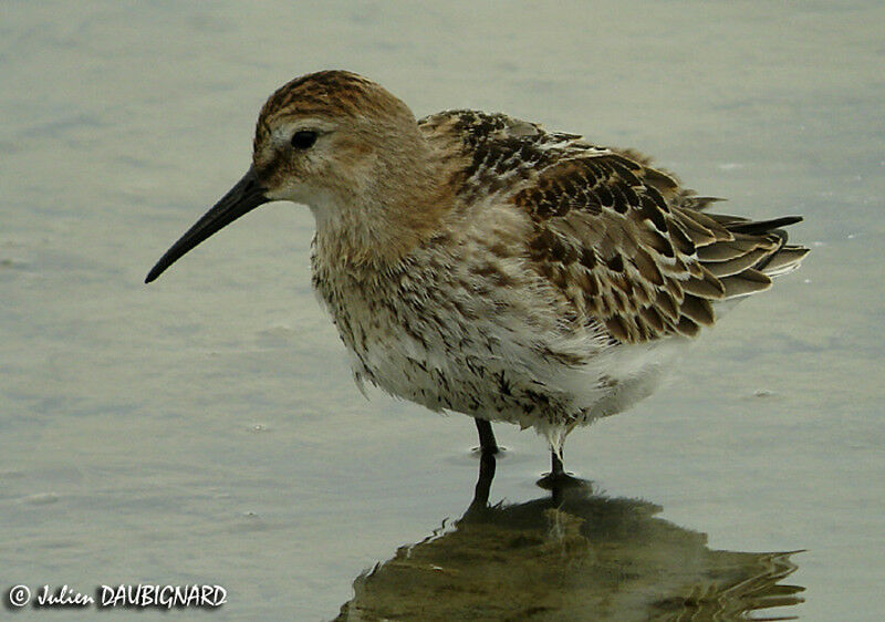 Bécasseau variable