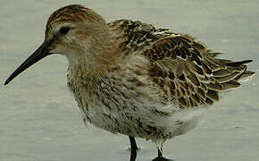 Dunlin