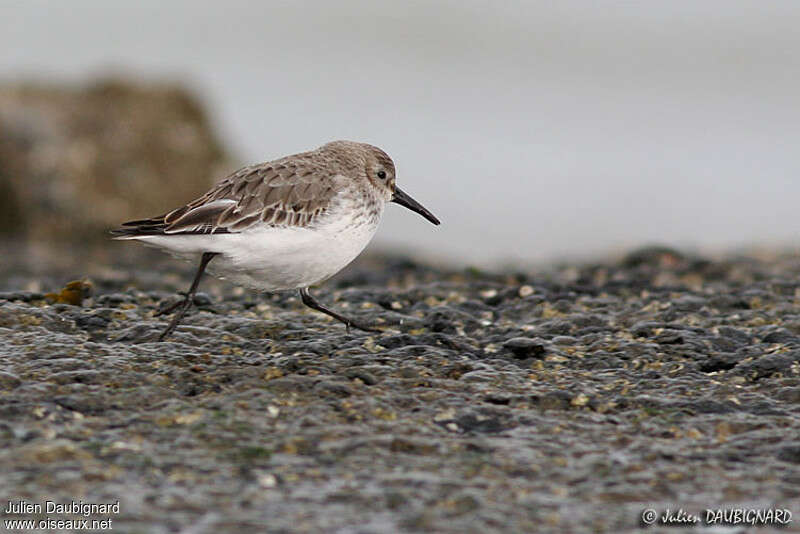 Bécasseau variable2ème année, identification