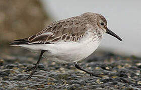 Dunlin