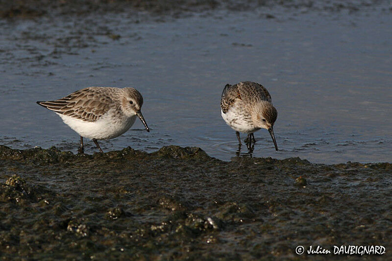 Dunlin, identification