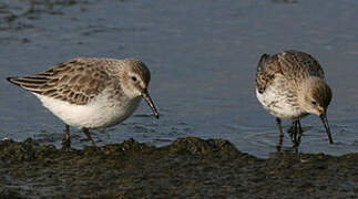 Dunlin