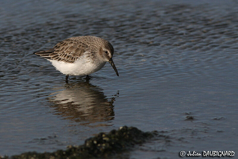 Dunlin, identification