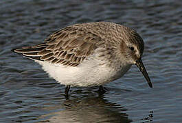 Dunlin