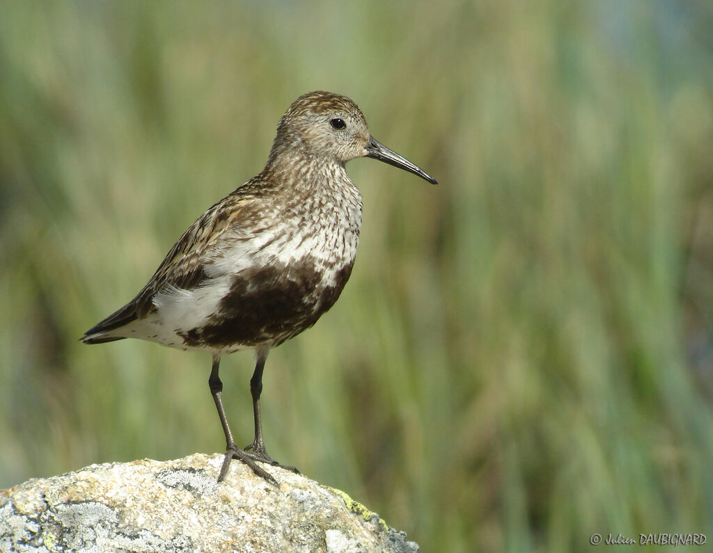 Dunlinadult breeding, identification