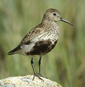 Dunlin