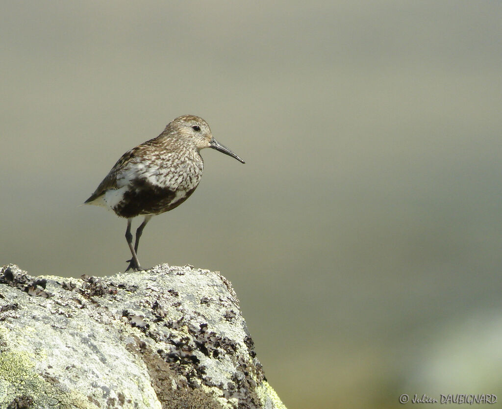 Dunlinadult breeding, identification