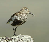 Dunlin