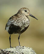 Dunlin