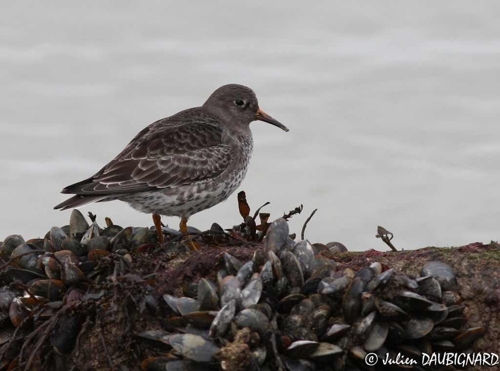 Purple Sandpiper, identification