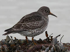 Purple Sandpiper