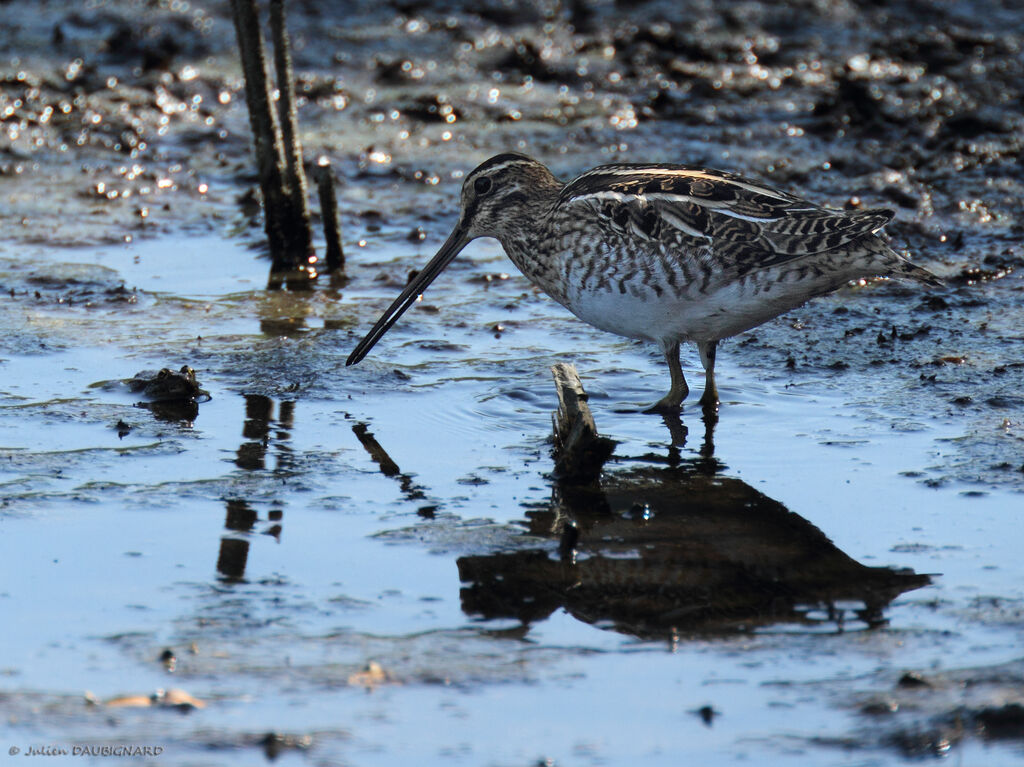 Common Snipe, identification