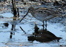 Common Snipe