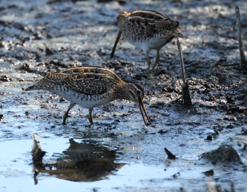 Common Snipe, identification