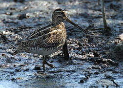 Common Snipe