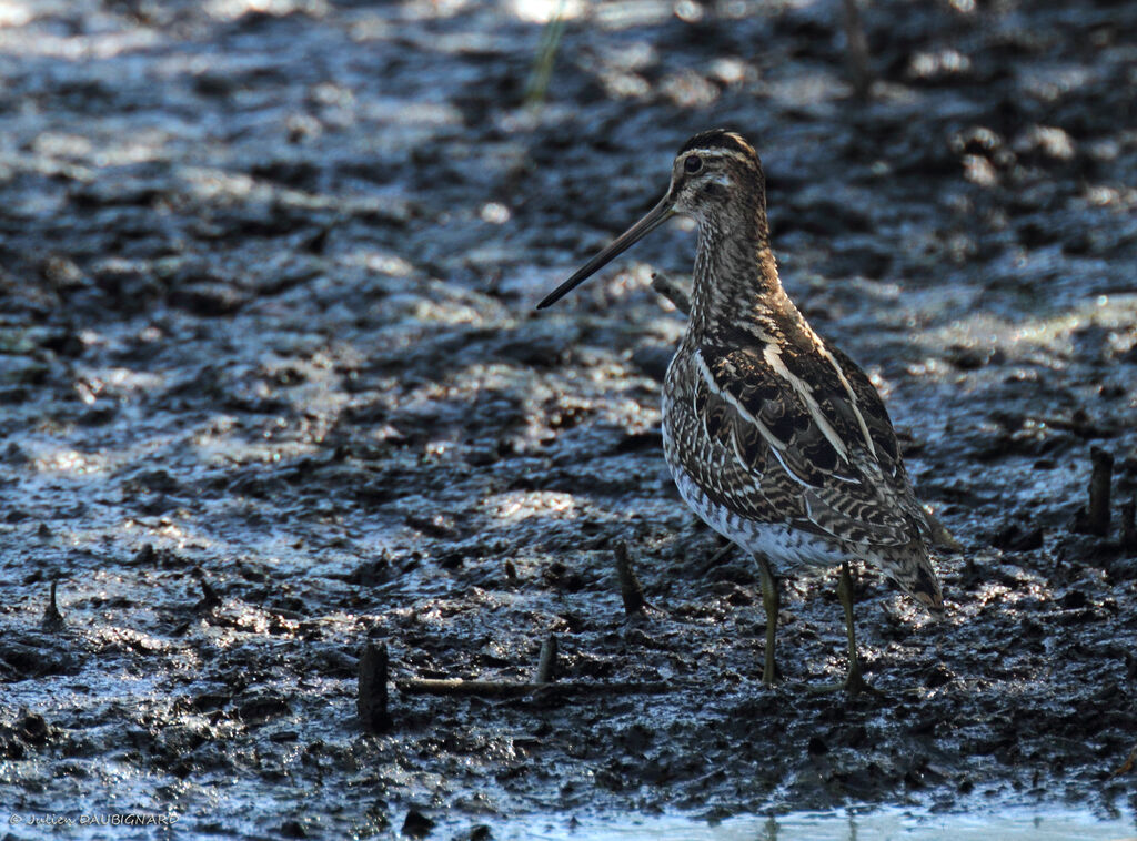 Common Snipe, identification