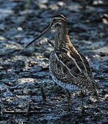 Common Snipe