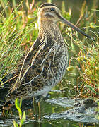 Common Snipe