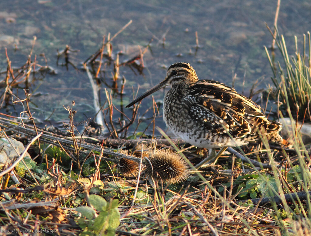 Bécassine des maraisadulte, identification