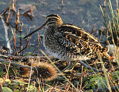 Common Snipe