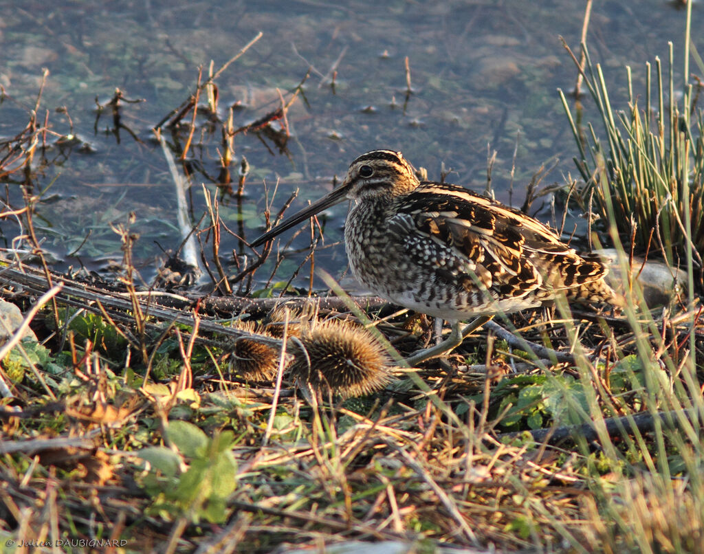 Common Snipeadult, identification