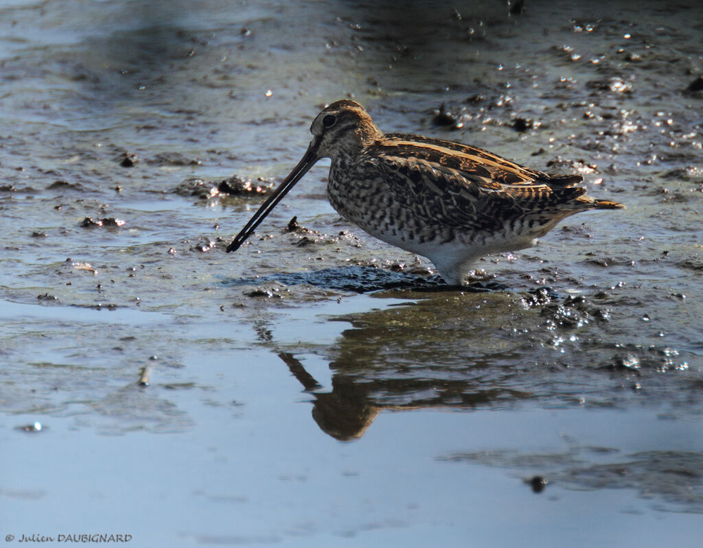 Common Snipe, identification