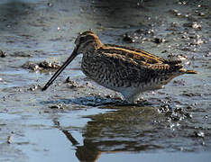 Common Snipe