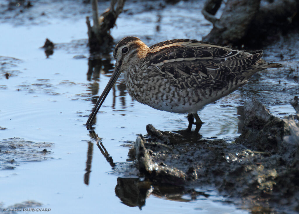 Common Snipe, identification