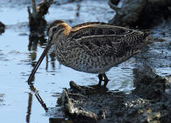 Common Snipe