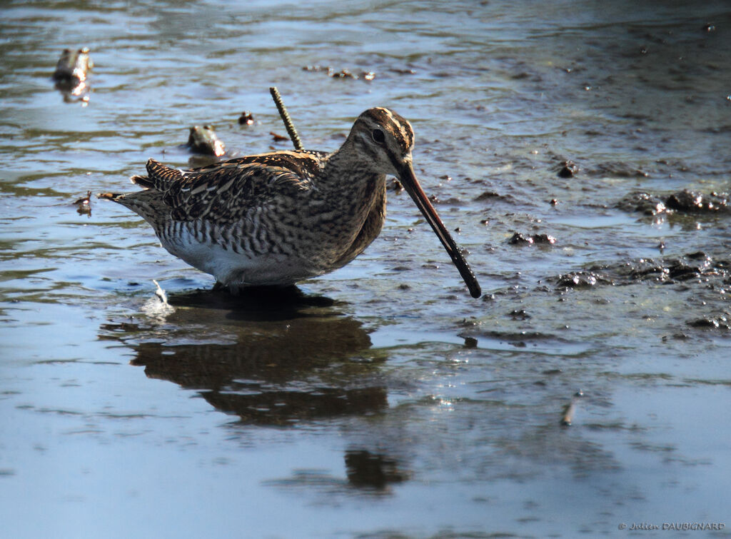 Common Snipe, identification