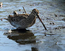 Common Snipe