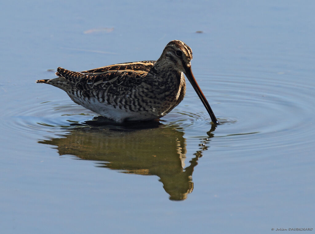 Common Snipe, identification