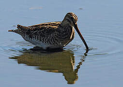 Common Snipe