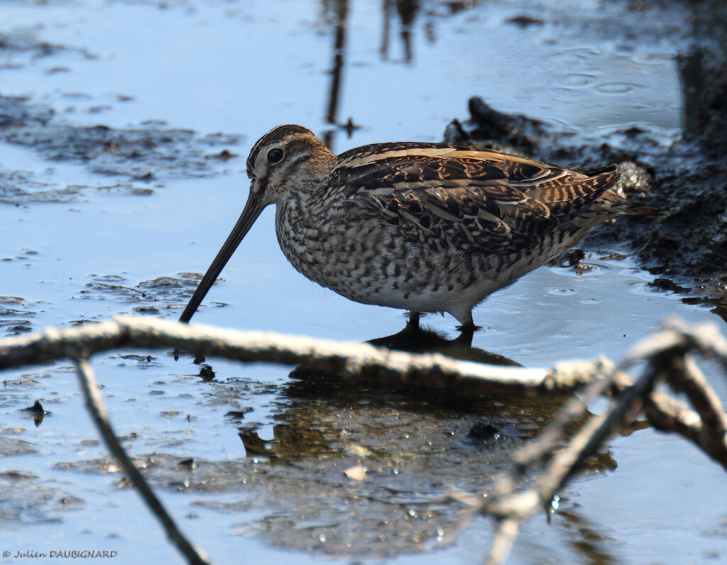 Common Snipe, identification