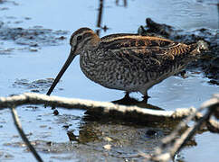 Common Snipe