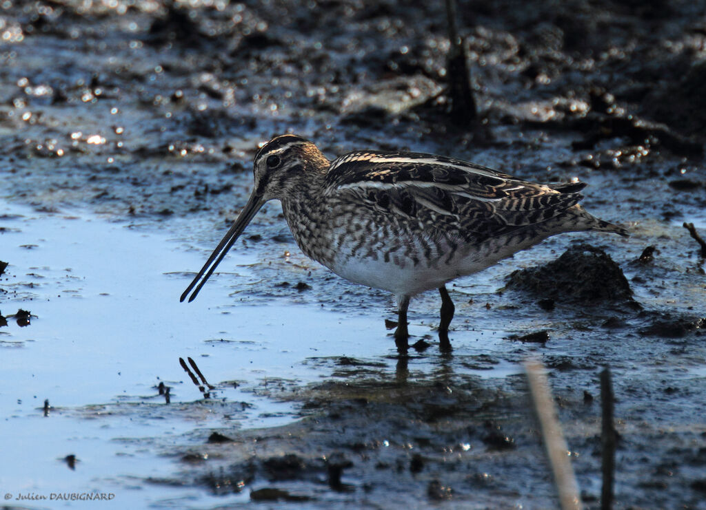 Common Snipe, identification