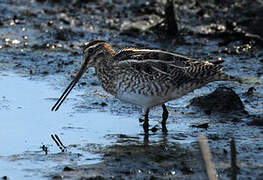 Common Snipe