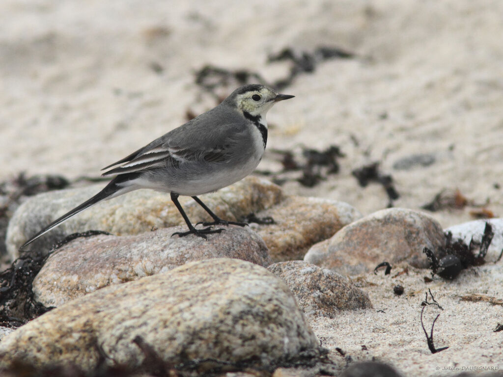 White Wagtail (yarrellii), identification