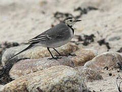 White Wagtail (yarrellii)