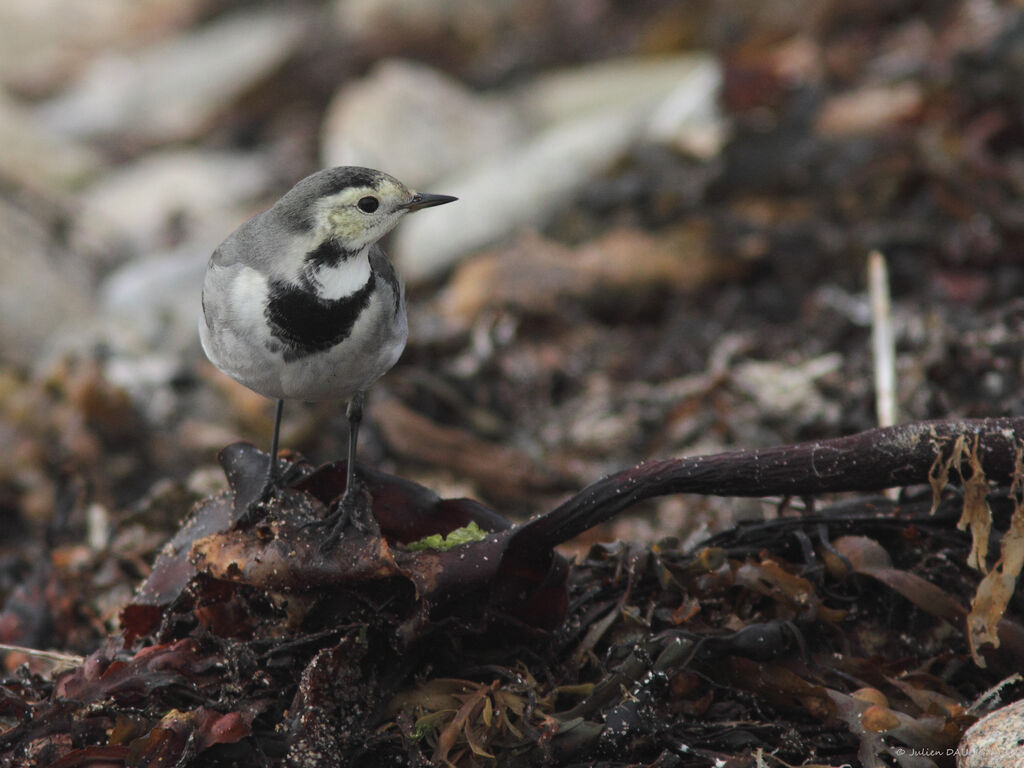 White Wagtail (yarrellii), identification