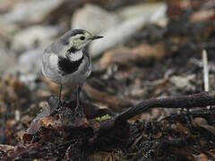 White Wagtail (yarrellii)